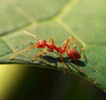 Ants