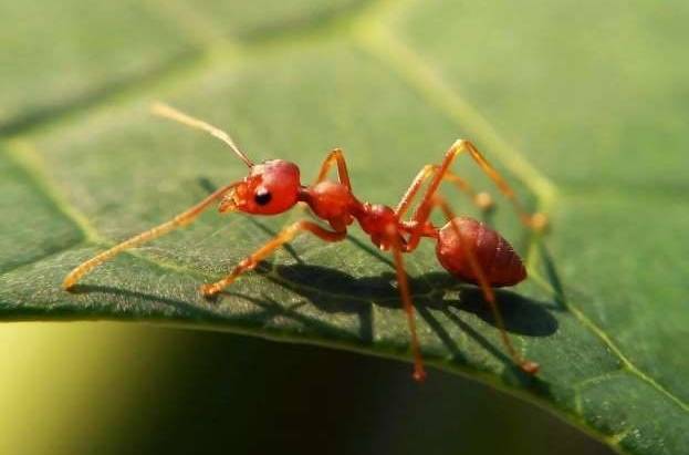 Ants