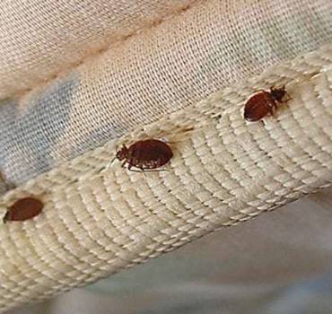 Bed Bugs