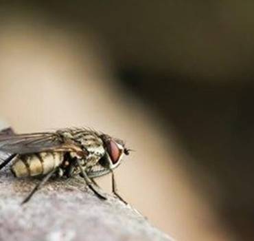 Flies