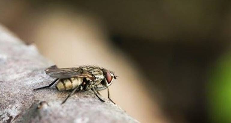 Flies