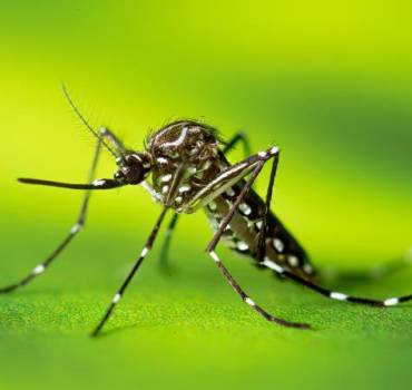 Mosquitoes