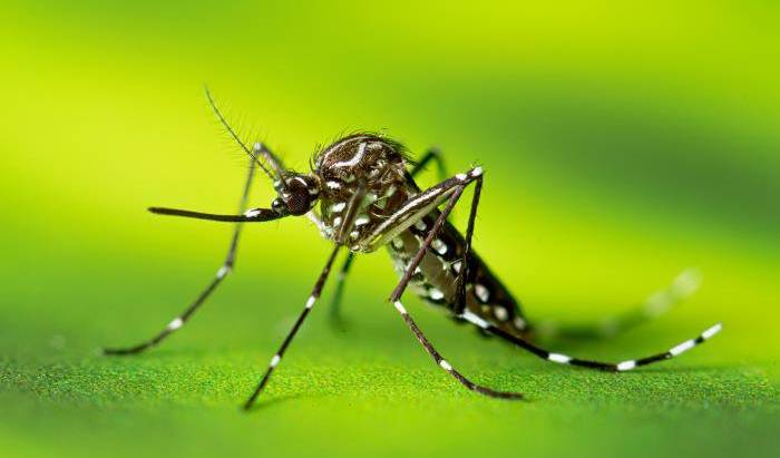 Mosquitoes