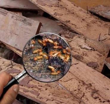 Termite Extermination