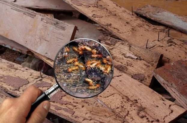 Termite Extermination