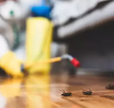 Cockroaches