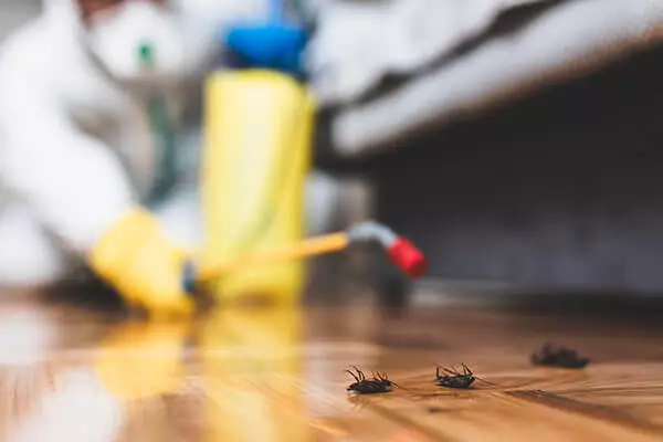 Cockroaches