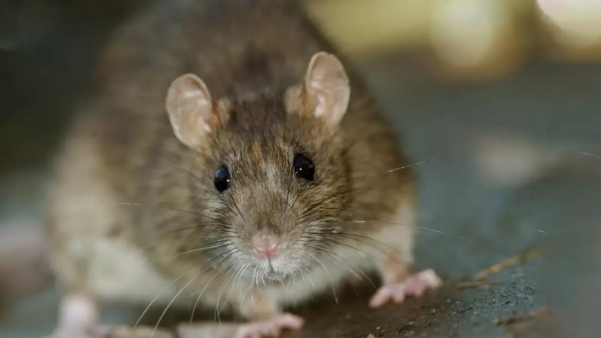 Rodent
