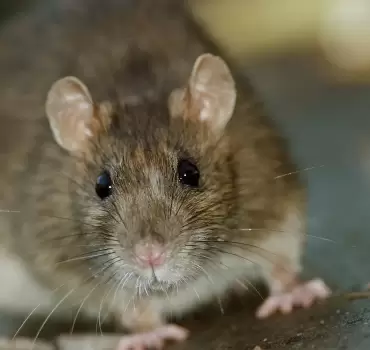 Rodent