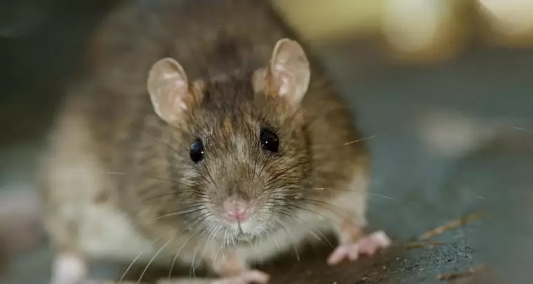 Rodent